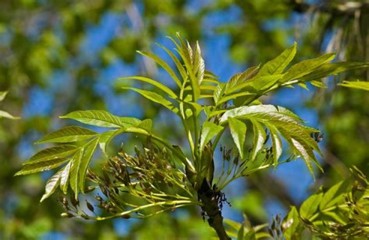 Why is my ash tree dropping green leaves?