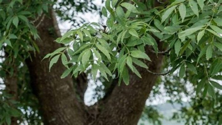 Why is my ash tree losing its leaves?