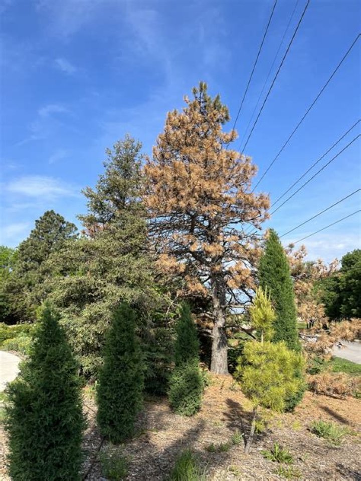 Why is my Austrian pine turning yellow?