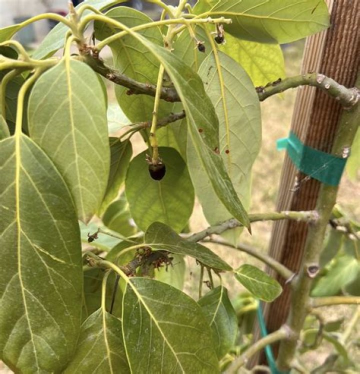 Why is my avocado tree dropping leaves?