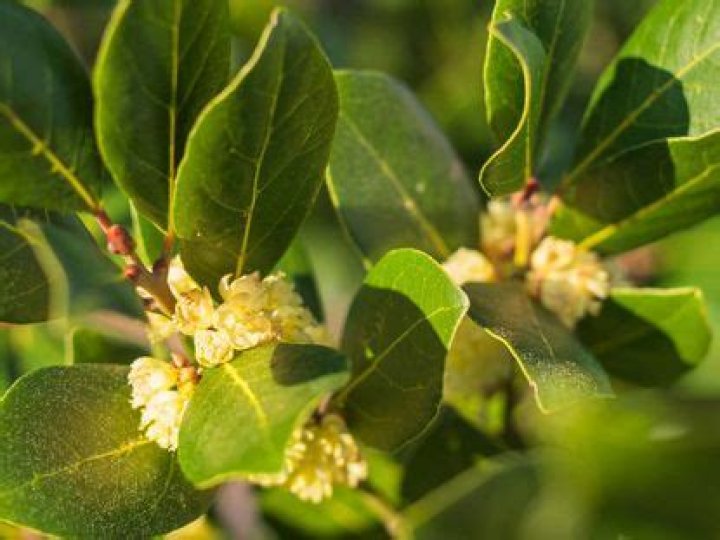Why is my bay laurel turning yellow?