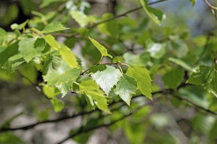 Why is my birch tree dropping leaves in summer?