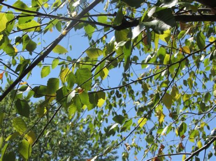 Why is my birch tree dropping leaves?