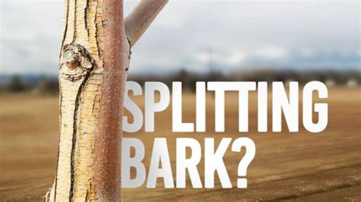 Why is my birch tree splitting?