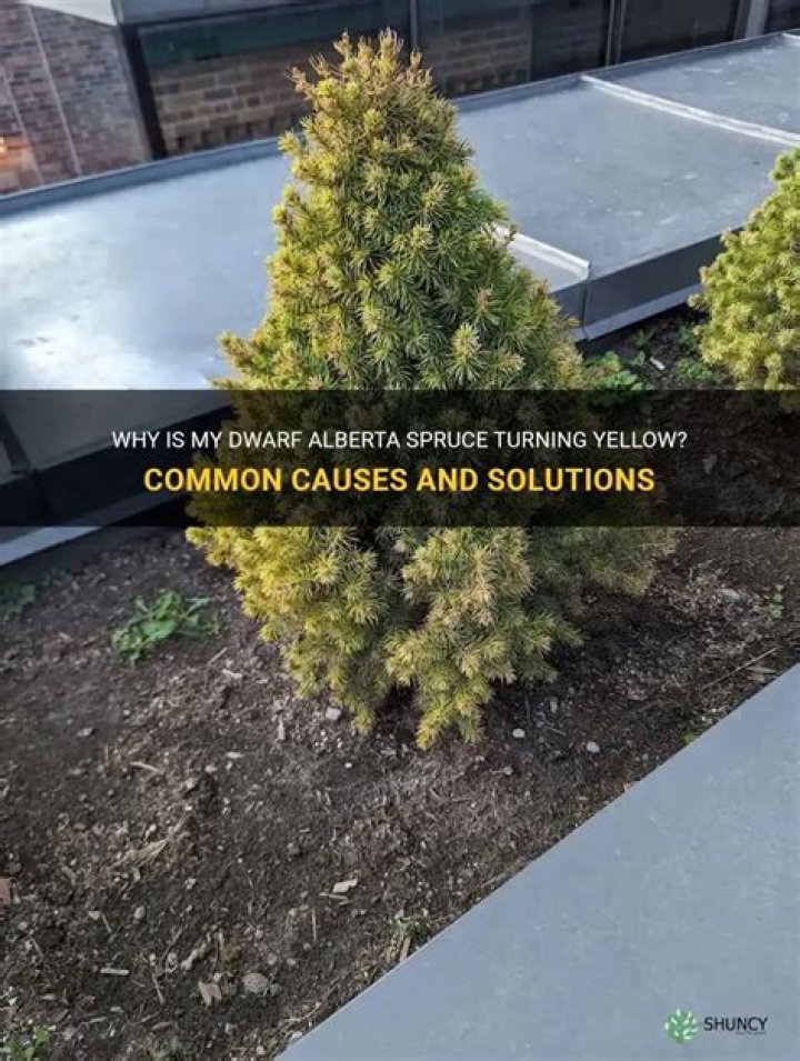 Why is my Black Hills spruce turning yellow?