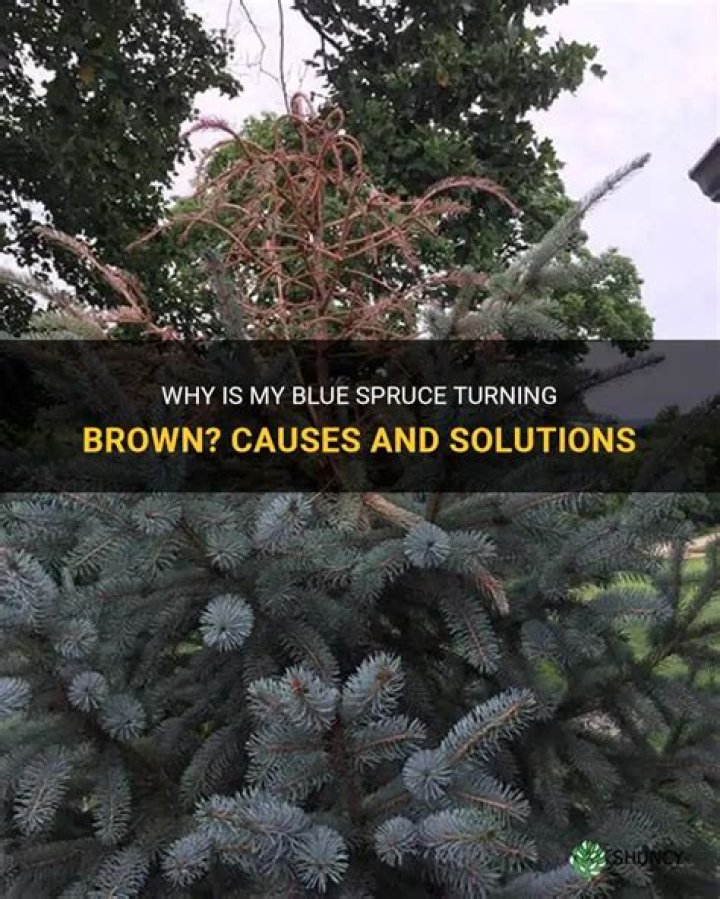 Why is my blue spruce turning pink?