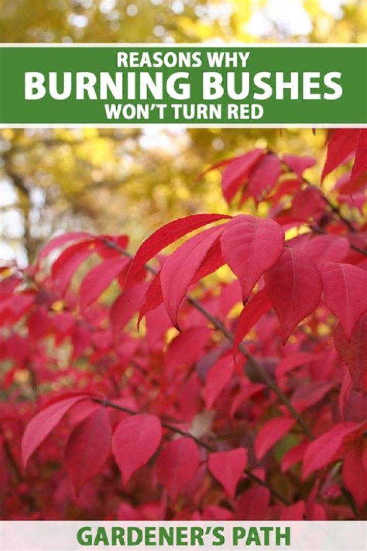 Why is my burning bush turning red already?