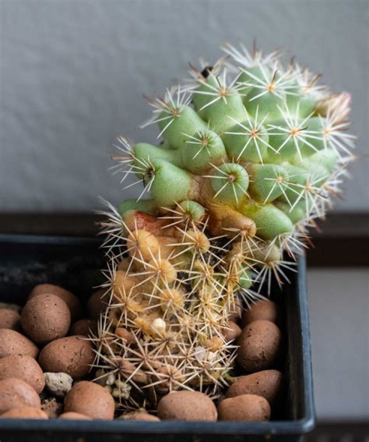 Why is my cactus growing pups?