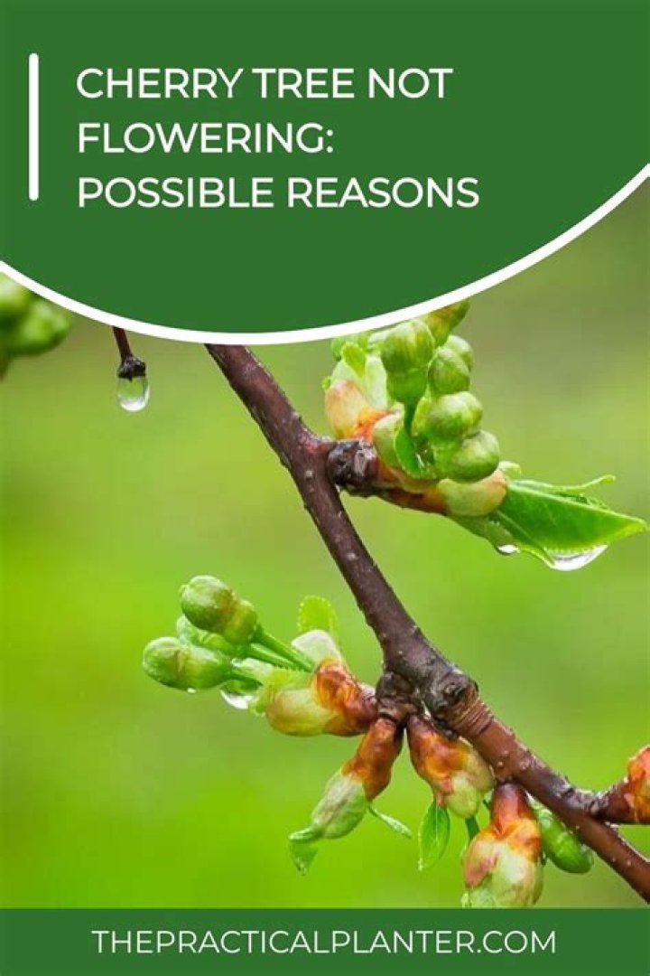 Why is my cherry tree not producing leaves?