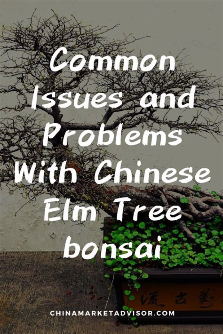 Why is my Chinese Elm tree dying?