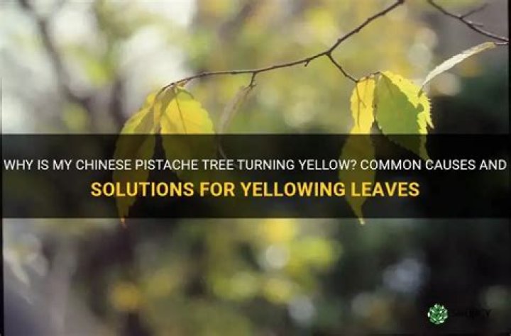 Why is my Chinese pistache tree turning yellow?