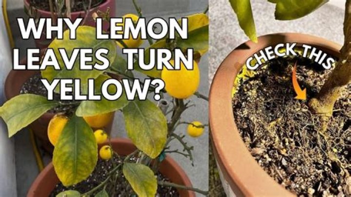 Why is my citrus leaves turning yellow?