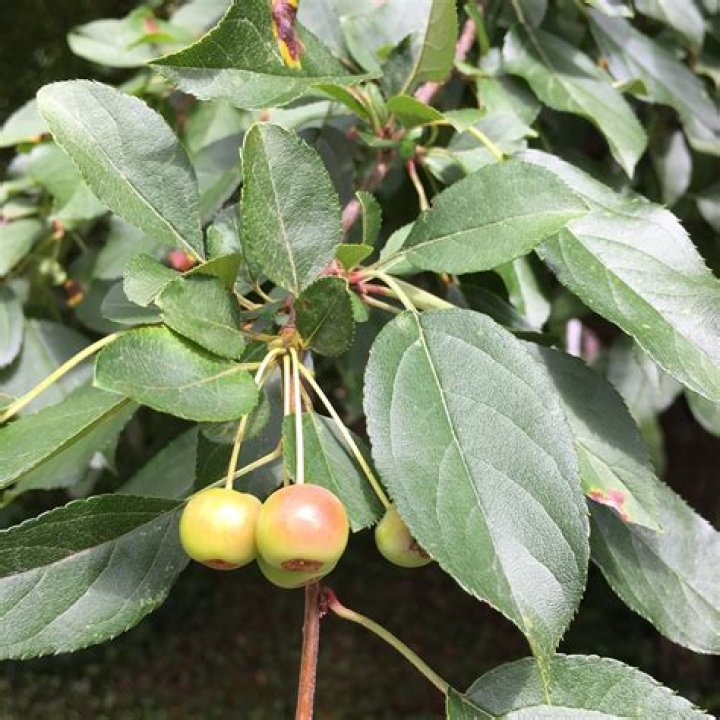 Why is my crab apple tree losing leaves?