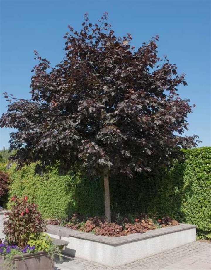 Why is my Crimson King maple dying?
