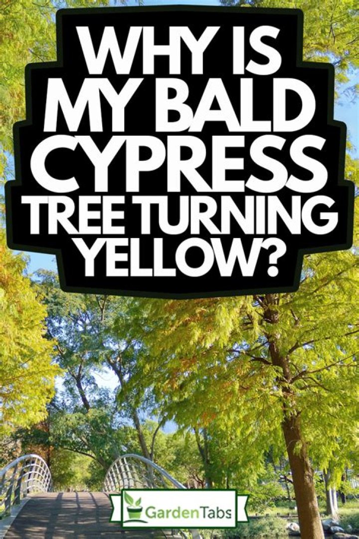 Why is my cypress tree turning yellow?