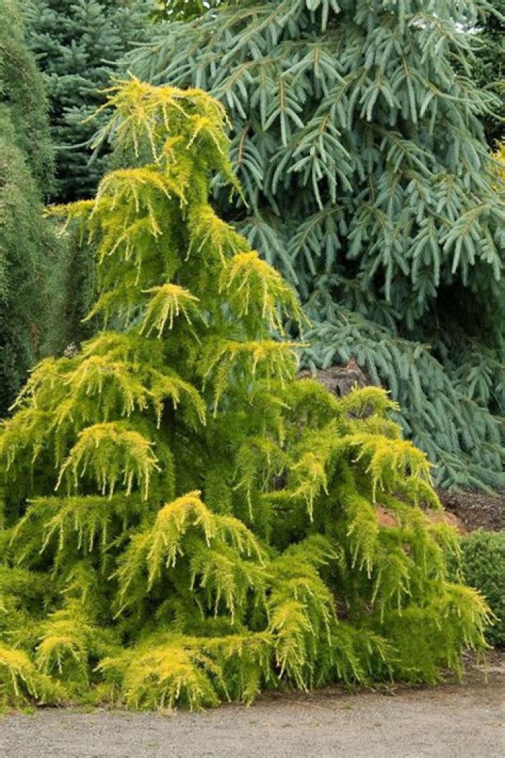 Why is my deodar cedar dying?