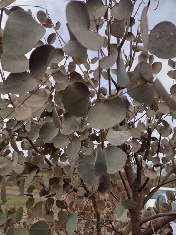 Why is my eucalyptus Brown?