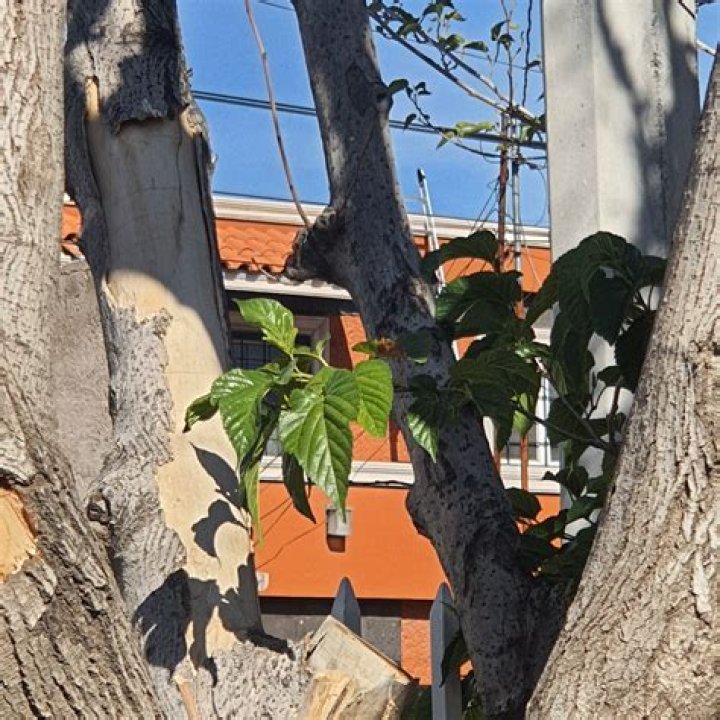 Why is my evergreen tree dying from the inside out?