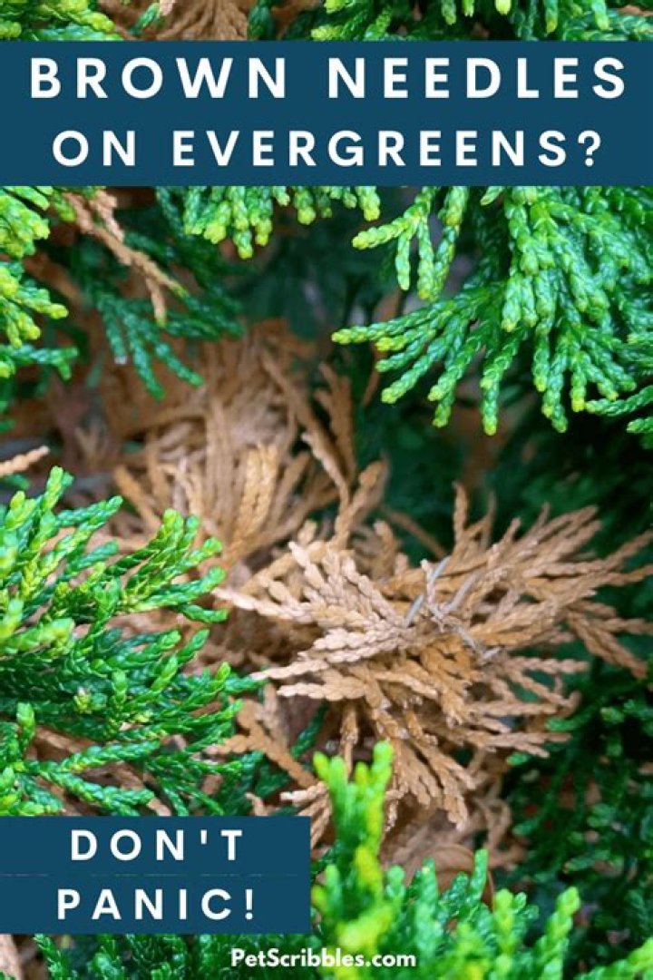 Why is my evergreen turning brown and losing needles?