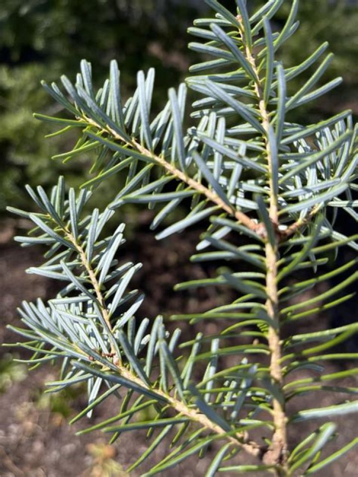 Why is my evergreen turning white?