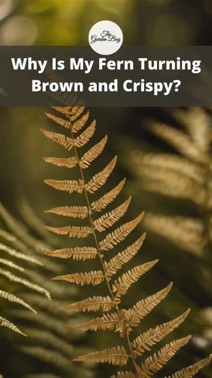 Why is my fern turning brown and crispy?