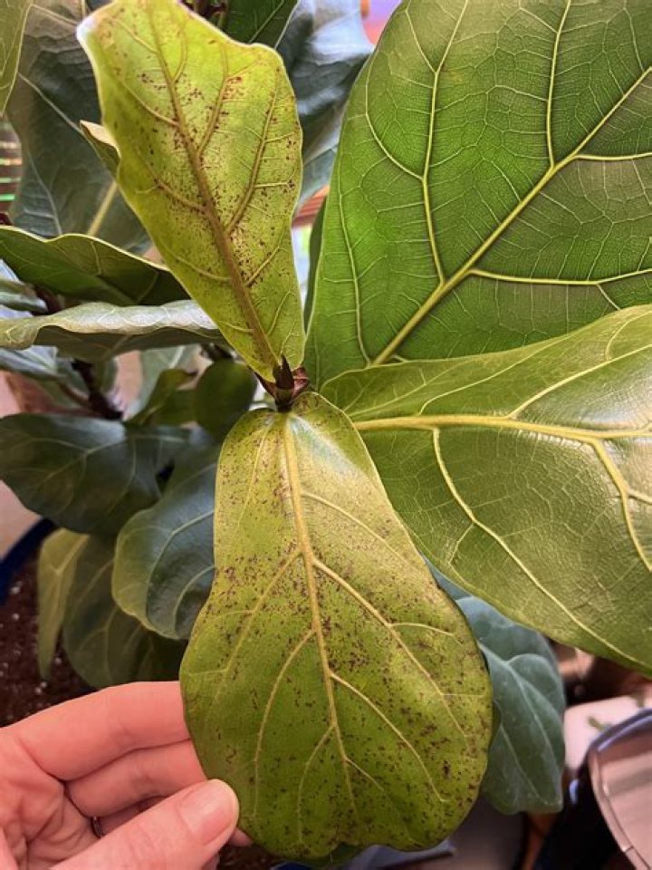 Why is my fiddle leaf fig growing so tall?