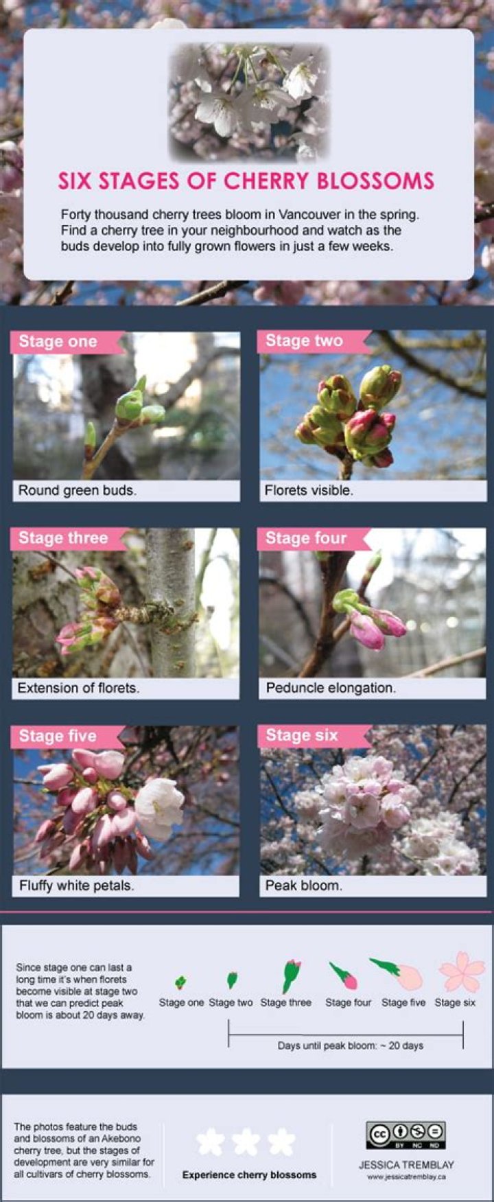 Why is my flowering cherry not flowering?