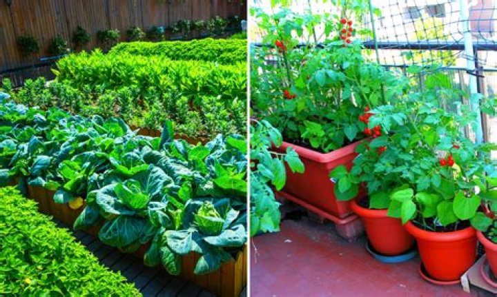 Why is my garden producing small vegetables?