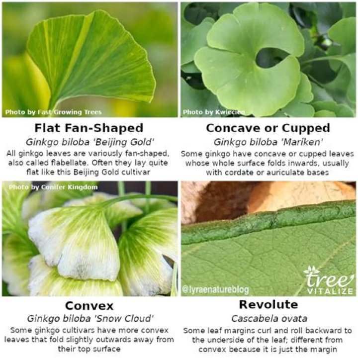 Why is my ginkgo tree dropping leaves?