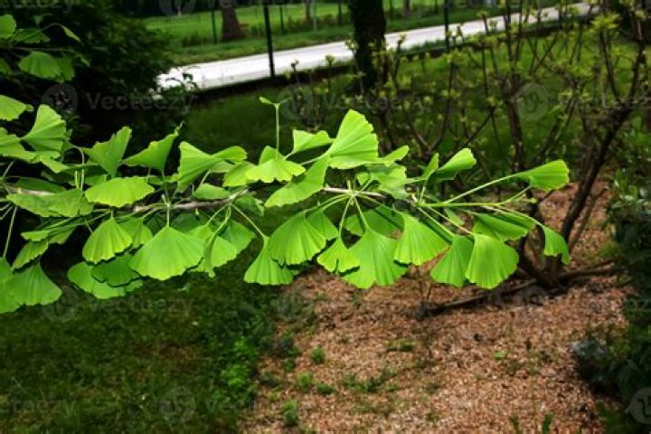 Why is my ginkgo tree losing leaves?