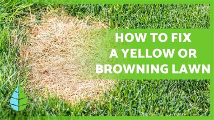 Why is my grass yellow even after watering?