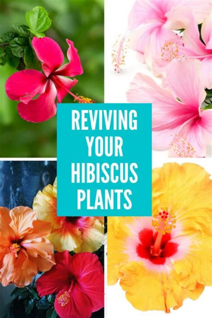 Why is my hibiscus plant wilting?