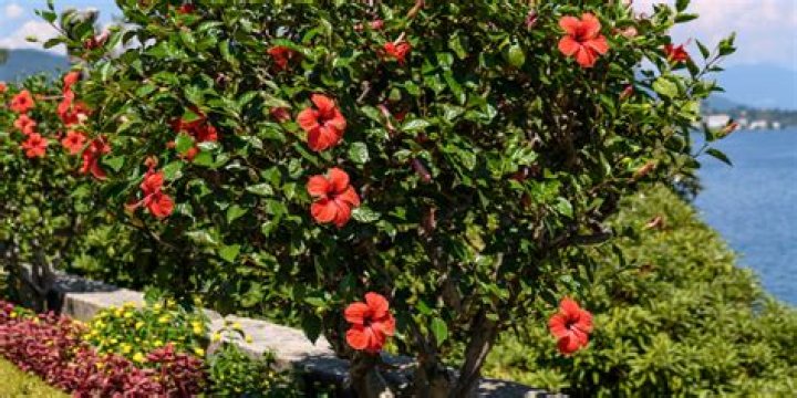 Why is my hibiscus tree not blooming?