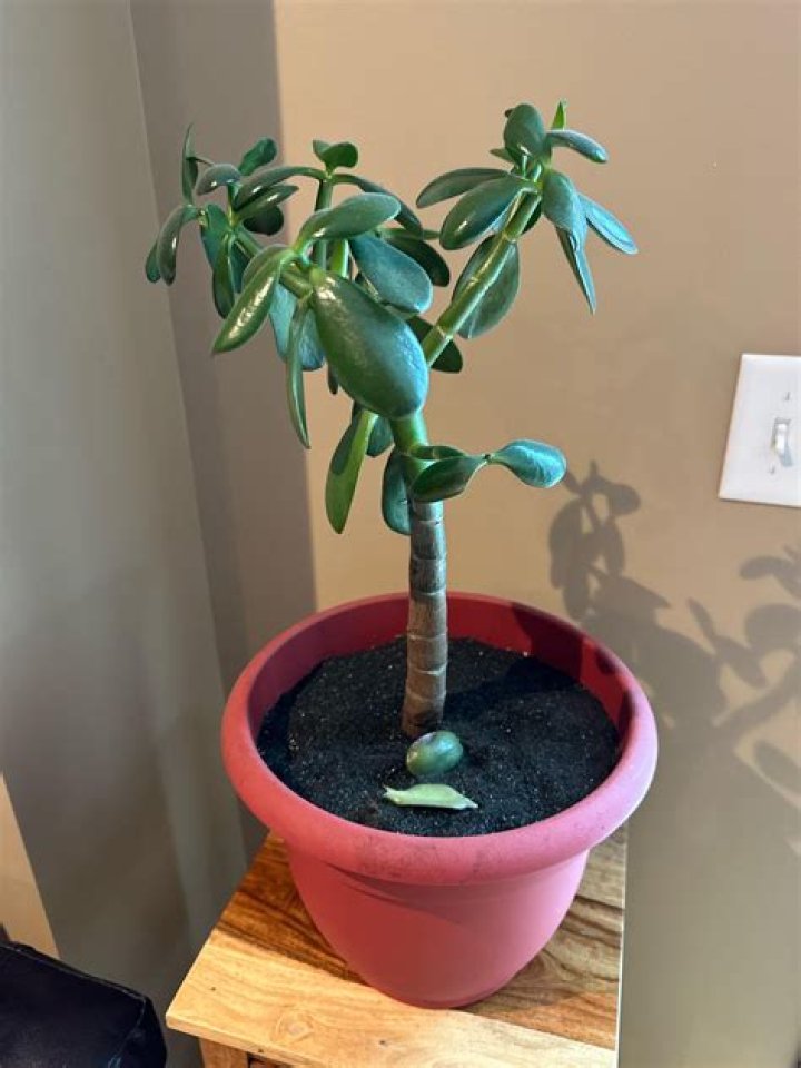 Why is my jade plant bending over?