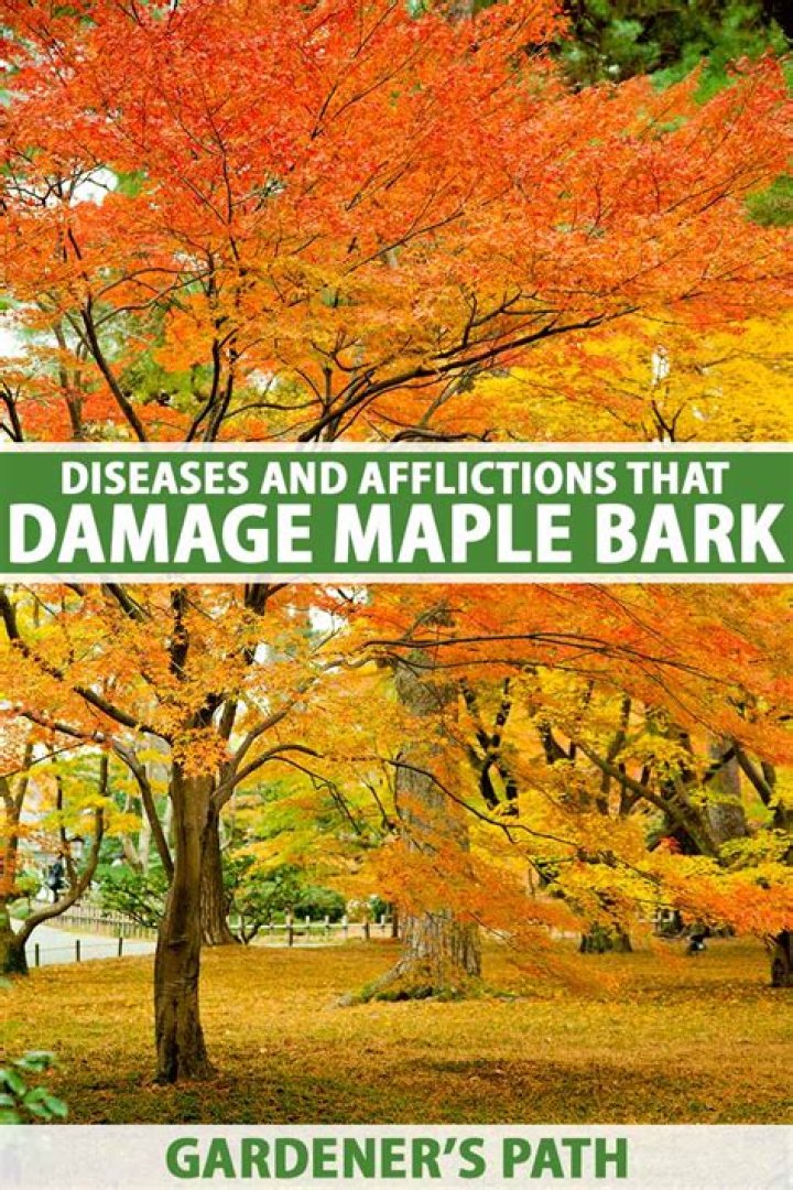 Why is my Japanese maple bark splitting?