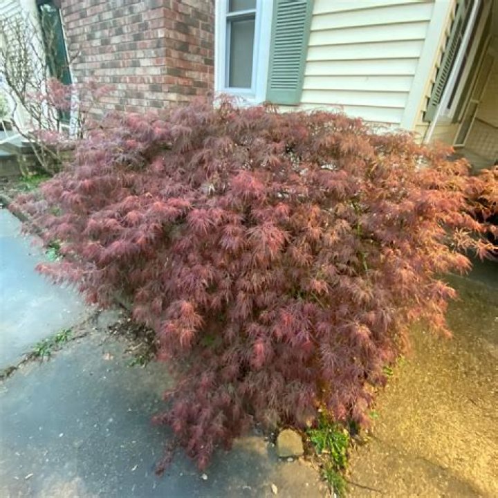 Why is my Japanese maple dropping leaves?