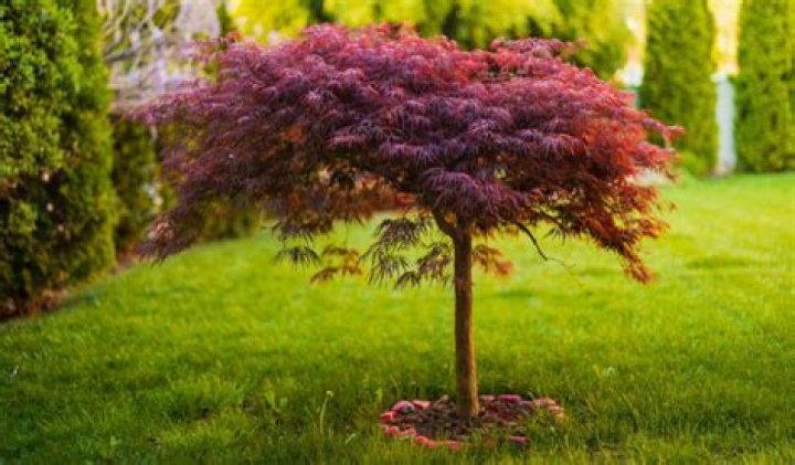 Why is my Japanese maple not blooming?