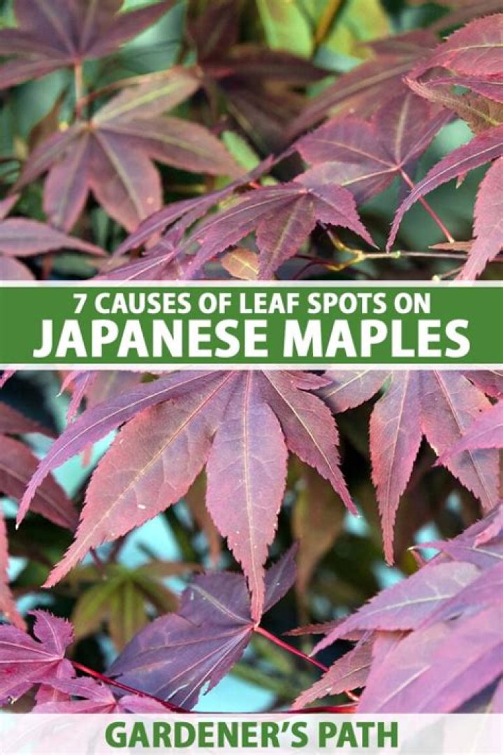 Why is my Japanese maple not red?