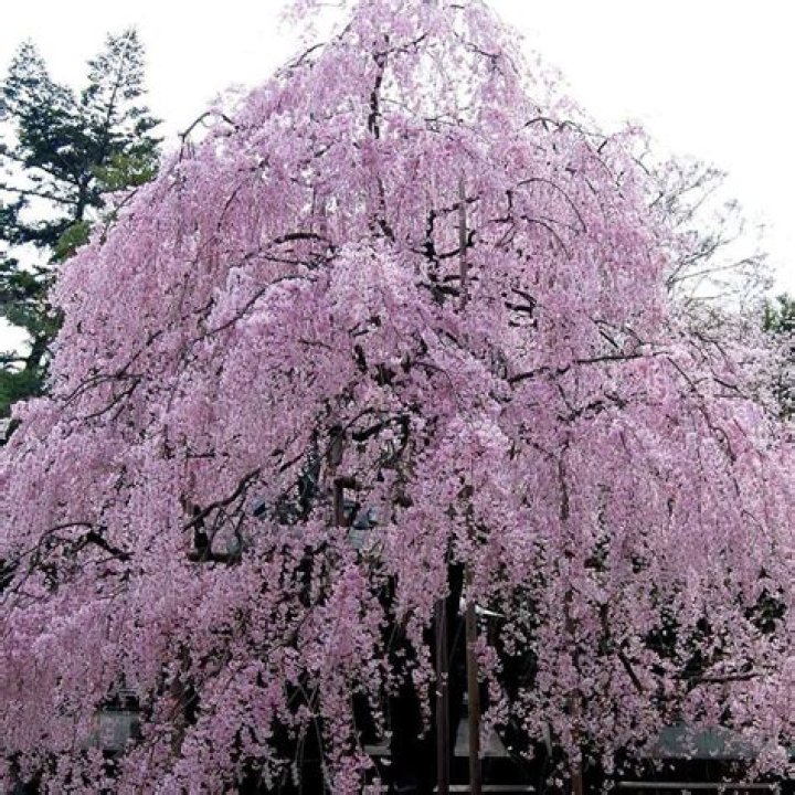 Why is my Japanese weeping cherry tree dying?
