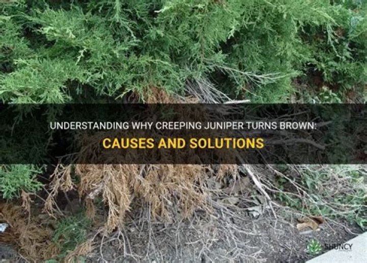 Why is my juniper ground cover Brown?