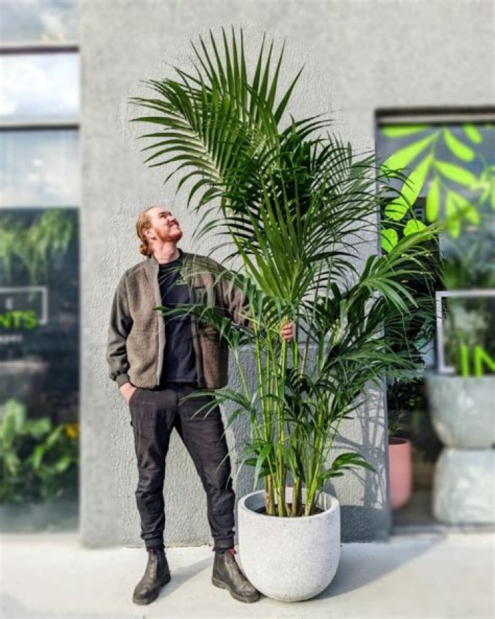 Why is my Kentia plant leaning?