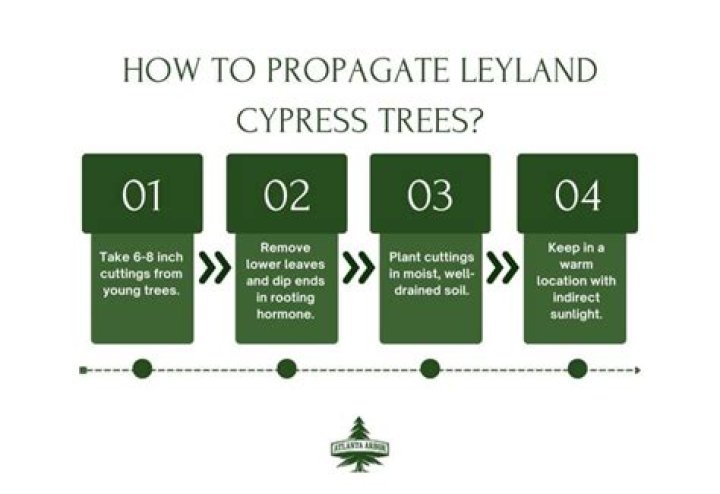 Why is my Leyland cypress dying?