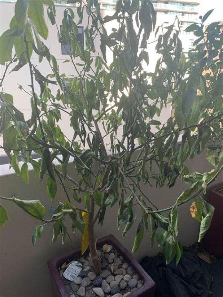 Why is my lime tree wilting?