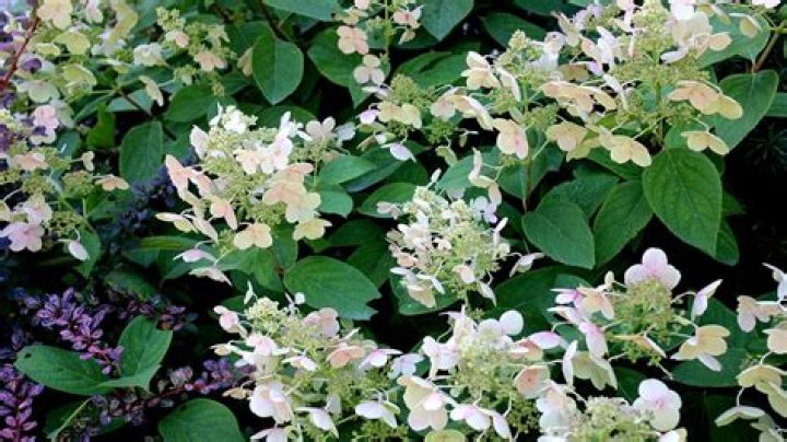 Why is my limelight hydrangea not blooming?