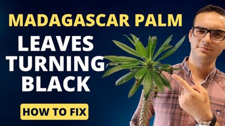Why is my Madagascar palm dying?