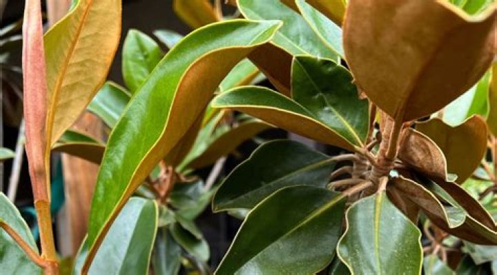 Why is my magnolia Brown?