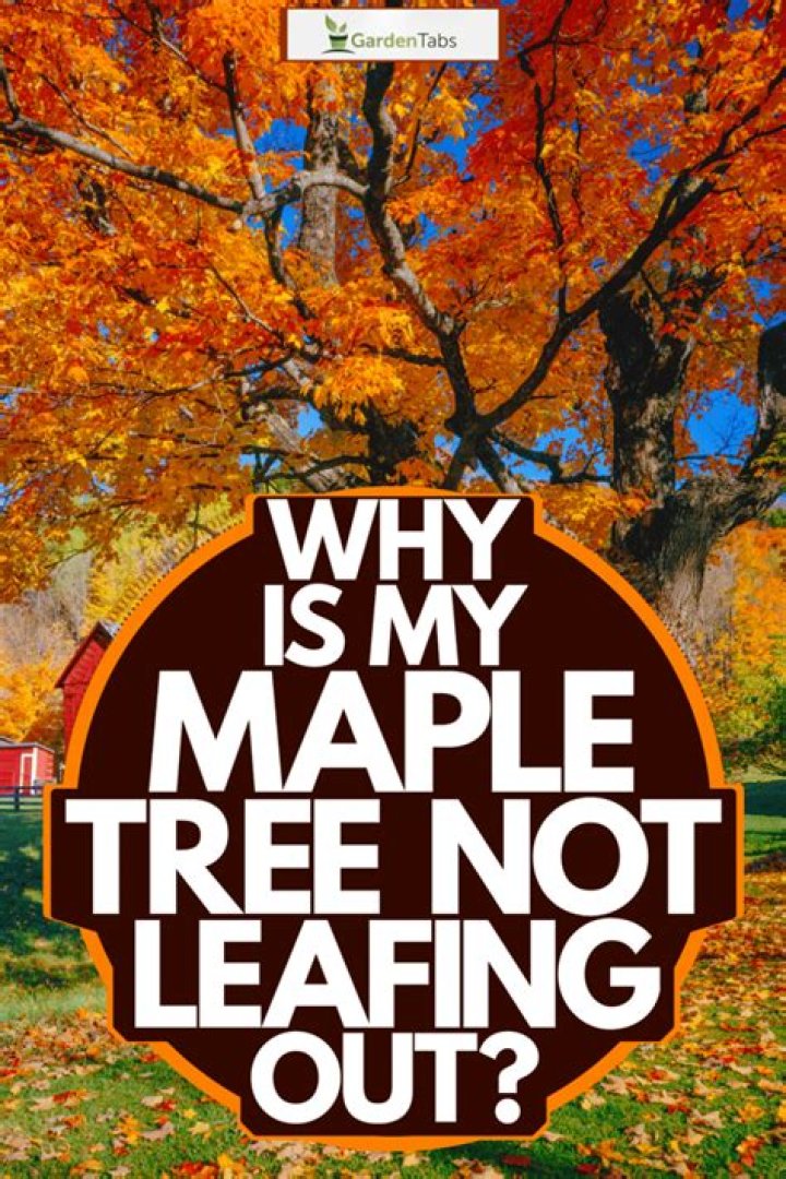Why is my maple not leafing out?