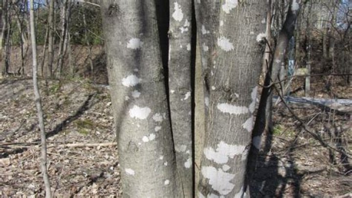 Why is my maple tree bark turning white?