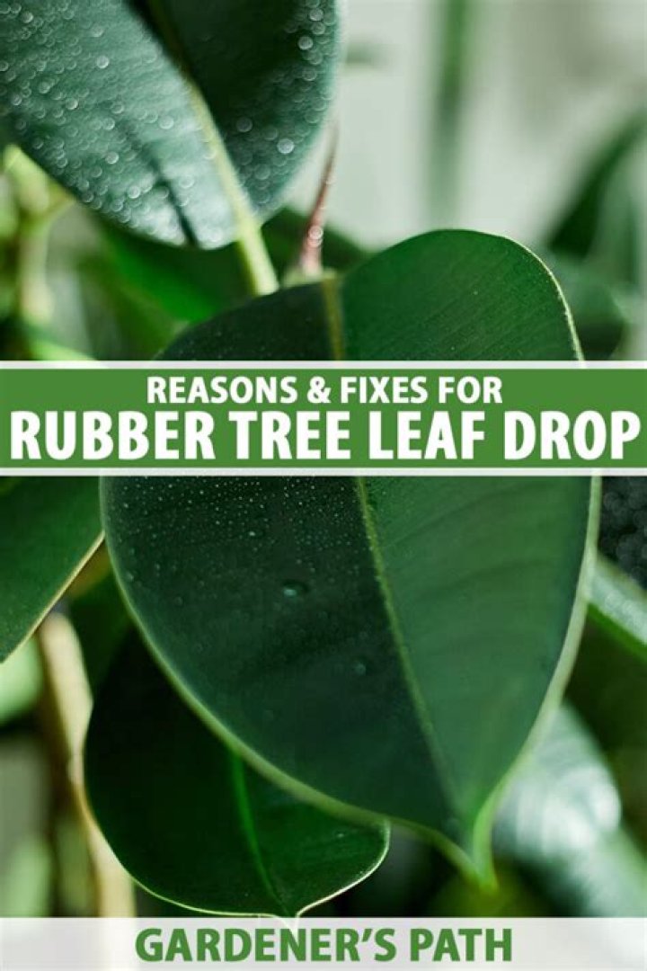 Why is my maple tree dropping leaves?