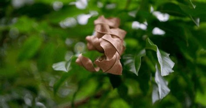 Why is my maple tree leaves curling up?
